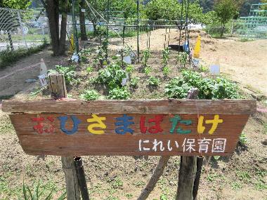 高甫保育園の菜園写真。木の看板にカラフルな文字で「おひさまばたけ、にれいほいくえん」と書かれています。看板の奥には園児が育てている野菜があります。