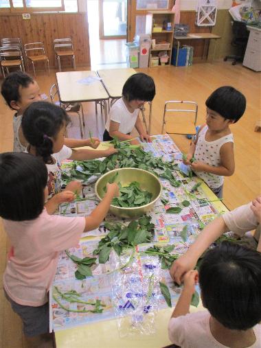 須坂保育園食育の様子。野菜を園児たちがちぎって桶に入れいている様子。