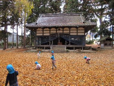 秋、神社の境内が黄色や茶色の落ち葉でいっぱいの中で、落ち葉を拾ったり、落ち葉のシャワーをしたりして遊ぶ園児たちの様子。