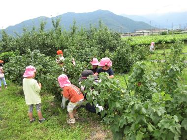 近所のカシス農園で、子どもの背丈ほどのカシスの木からカシスの実を収穫する園児の様子。