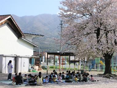 春、高甫保育園の園庭の桜が満開に咲く下で、シートを敷きお昼を食べる園児たちの様子。2,3クラスの園児が一緒に食べています。