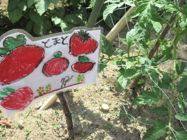 高甫保育園の菜園で育てるトマトの写真。園児が手作りしたトマトの絵を描いた紹介プレートが土にささっています。