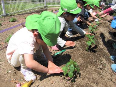 園児が畑に一列になり、ピーマンの苗を植えている様子。畝に丁寧に苗を植え、水やりをしています。