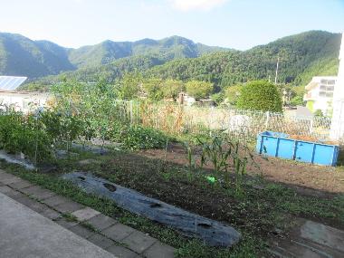 豊丘保育園の菜園写真。5種類程度の野菜をつくっています。マルチカバーが貼られた場所もあります。