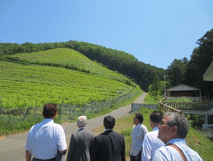 栃木県足利市有限会社ココ・ファーム・ワイナリーの葡萄畑の写真