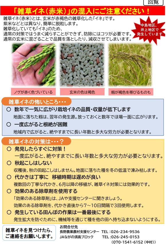 雑草イネが中島地区、井上地区で発生しています。雑草イネを見つけたら長野農業農村支援センター、またはJAながのすこうブロックへご連絡をお願いします。