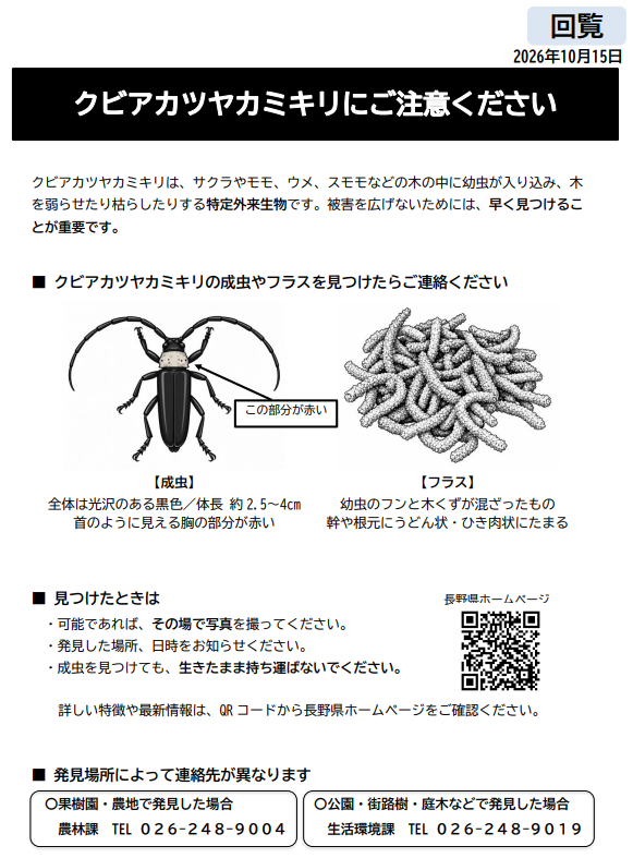 クビアカツヤカミキリは、サクラ、モモ、梅などの木の中に幼虫が入り込み、木を弱らせたり枯らせたりする特定外来生物です。クビアカツヤカミキリの成虫や幼虫、幼虫の出すフラス（ふんと木くずが混ざったもので、木の幹や根もとにウドンやひき肉状に固まったもの）を目撃した場合、可能であればその場で写真を撮って、発見した場所、日時をお知らせください。成虫をみつけても、生きたまま持ち運ばないでください。連絡先は、農地農園で見つけた場合は須坂市農林課へ、道路や公園、庭で見つけた場合は須坂市生活環境課へお知らせください。