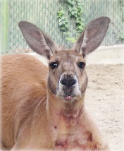 須坂市動物園の名誉園長、アカカンガルー「ハッチ」の写真