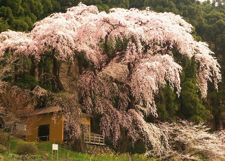 深緑の木々が生い茂る山肌を背景に、淡いピンク色の花を咲かせた枝が滝のように大きく垂れ下がり、その根元付近に小さな建物が見える巨木なしだれ桜を捉えた写真。