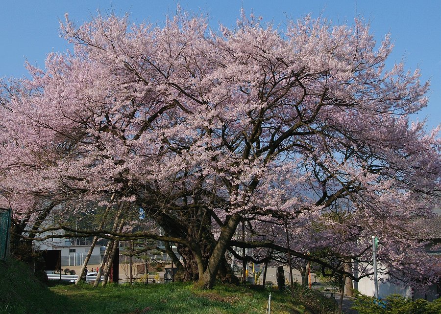 低い位置から広角で捉えられた、満開の淡いピンク色の花をつけた巨大な桜の木を写した写真で、太く複雑に伸びた枝が画面いっぱいに広がり、その背景には青空と住宅らしき建物が見えている、壮大な桜の木の写真