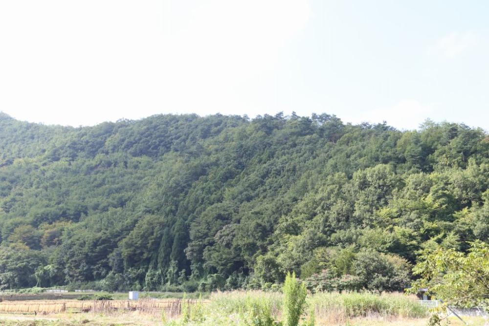 緑の広大な山林が斜面を覆い、その手前には雑草と枯れ草が混じる平坦な農地のような土地が広がる風景写真
