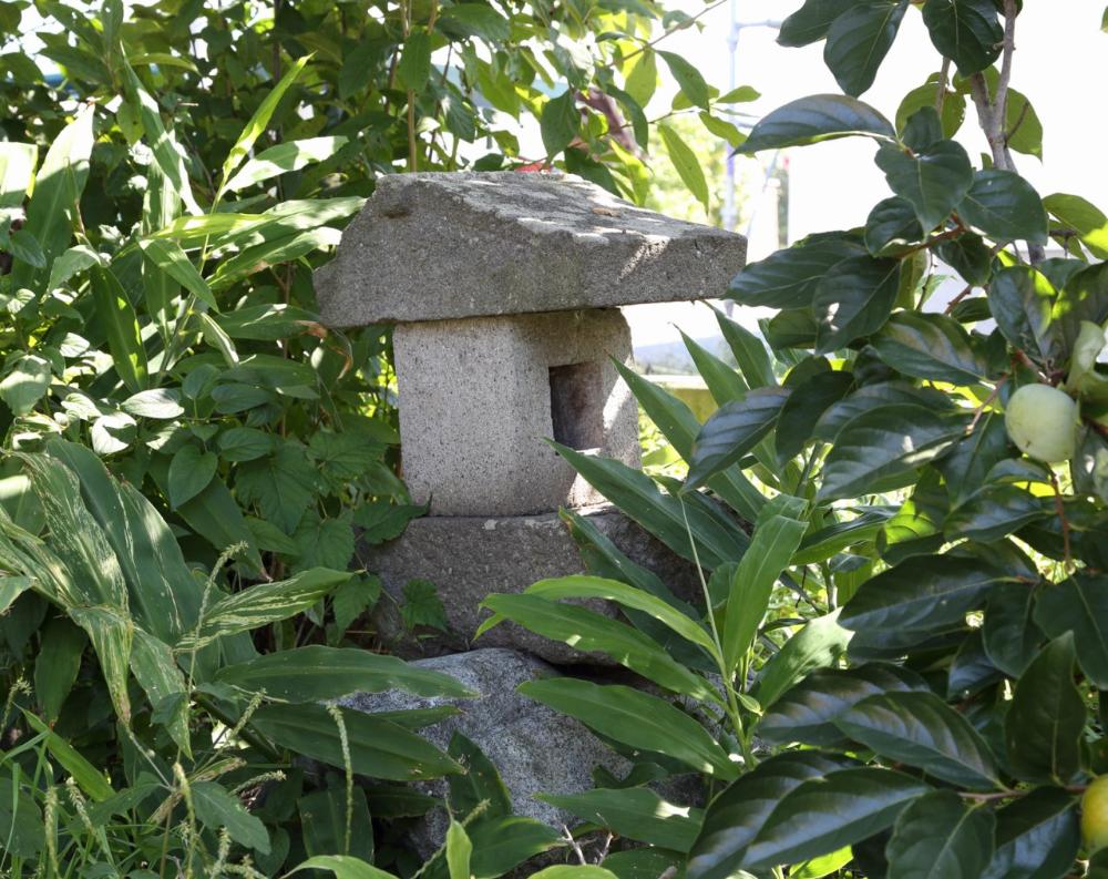 濃い緑の葉が生い茂る茂みの中に、四角い火袋と笠を持つ古びた石造りの小さな灯籠が立っており、灯籠の火袋の小さな窓からは内部の影が見え、右側には青い柿の実をつけた枝が伸びている、植え込みの中の石灯籠のクローズアップ写真